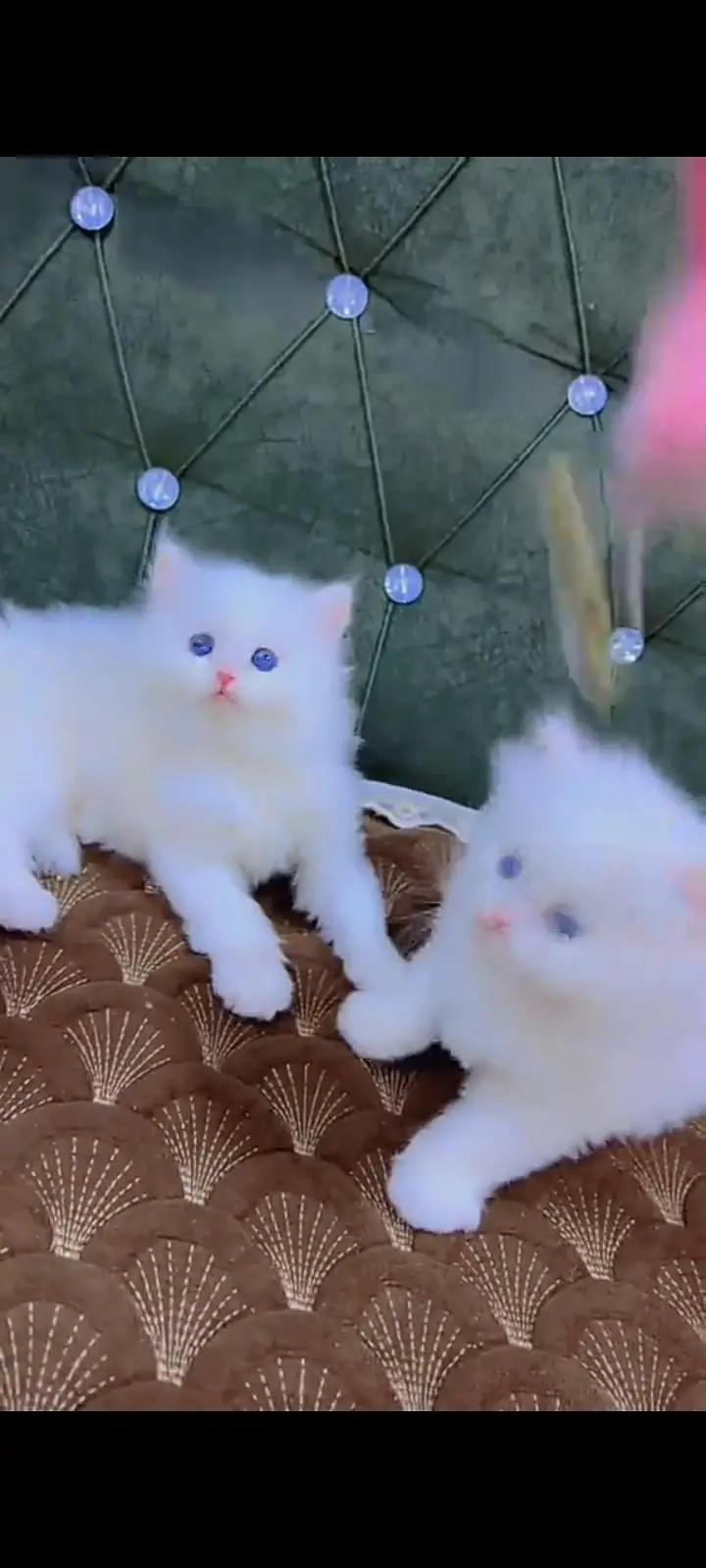 Quality Persian cat & Kittens. Male & female 03479996792. whatsapp — photo 2