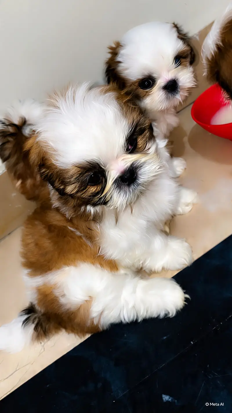Shihtzu Female Puppy / Shihtzu Male Puppy/ Shihtzu Available — photo 3