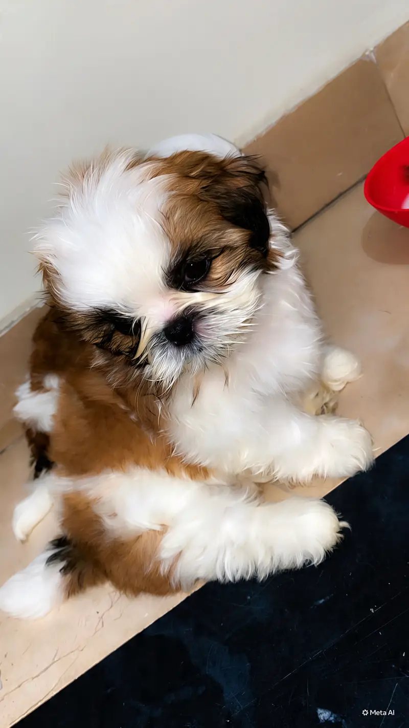 Shihtzu Female Puppy / Shihtzu Male Puppy/ Shihtzu Available — photo 4