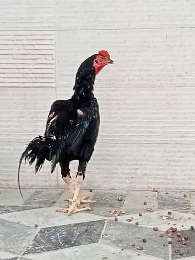 quality hens for sale