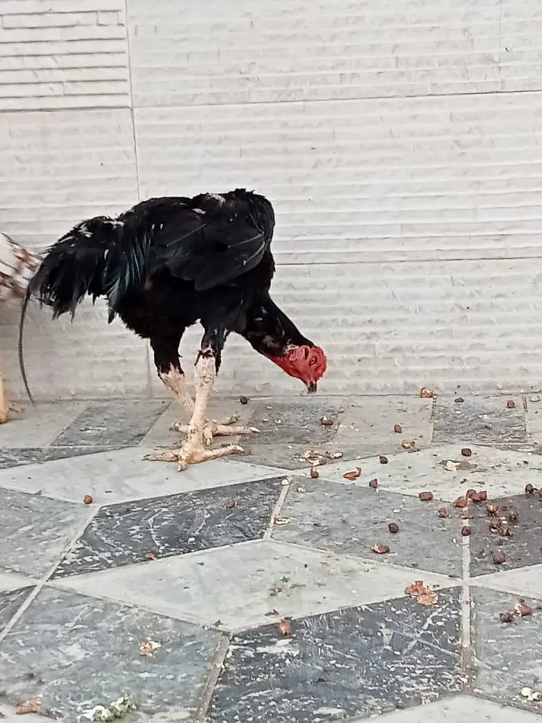 quality hens for sale — photo 2