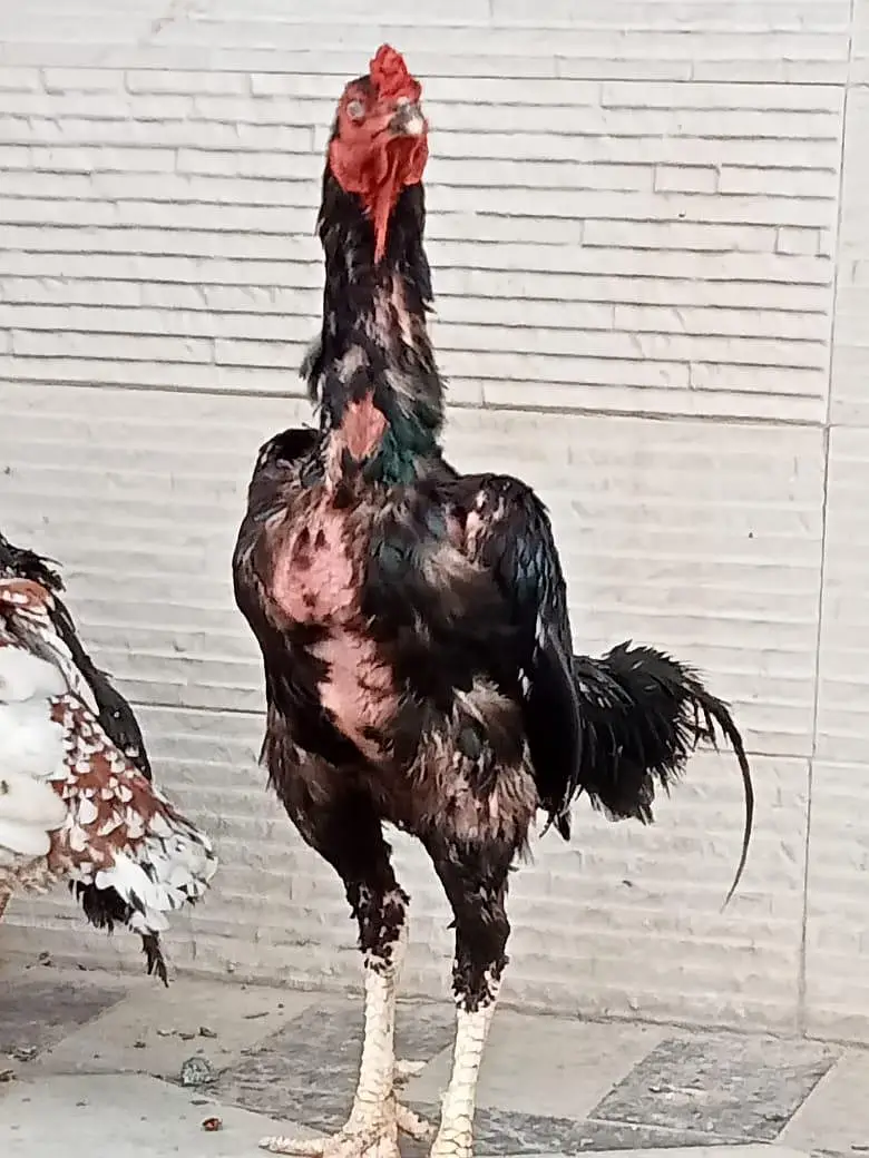 quality hens for sale — photo 3