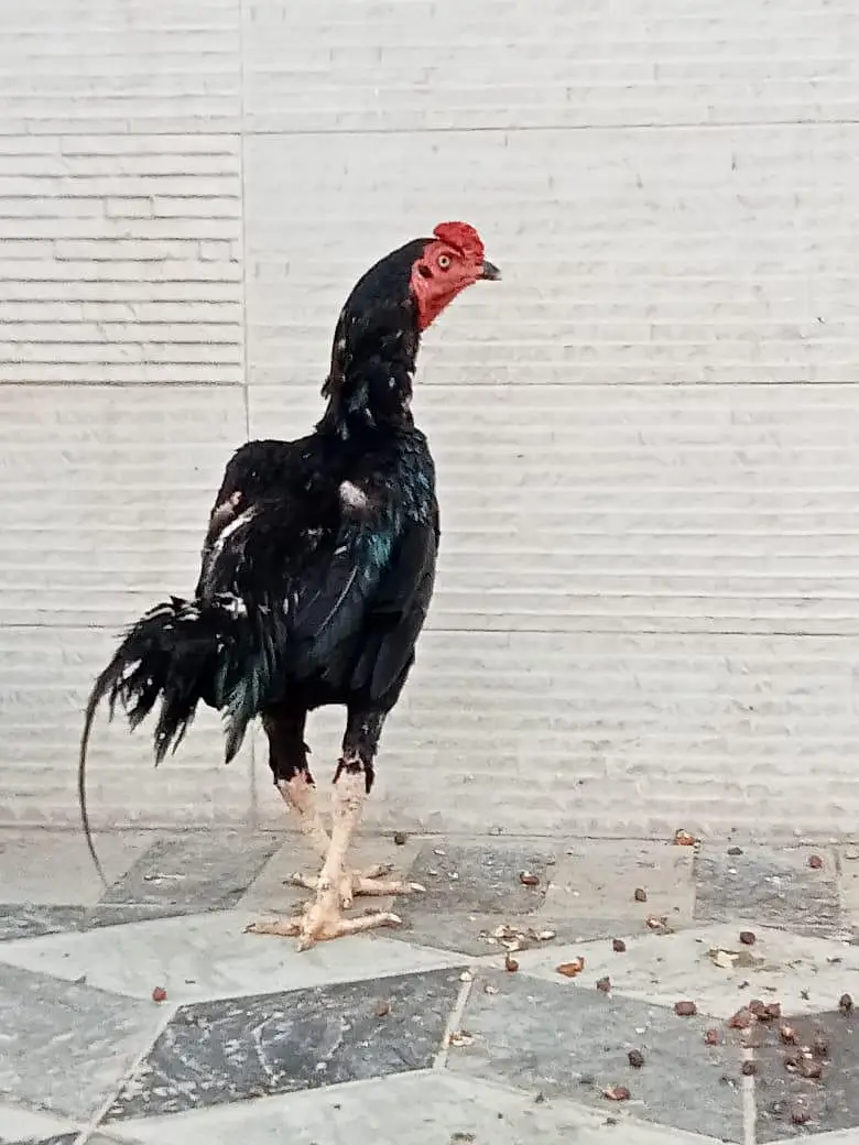 quality hens for sale — photo 4