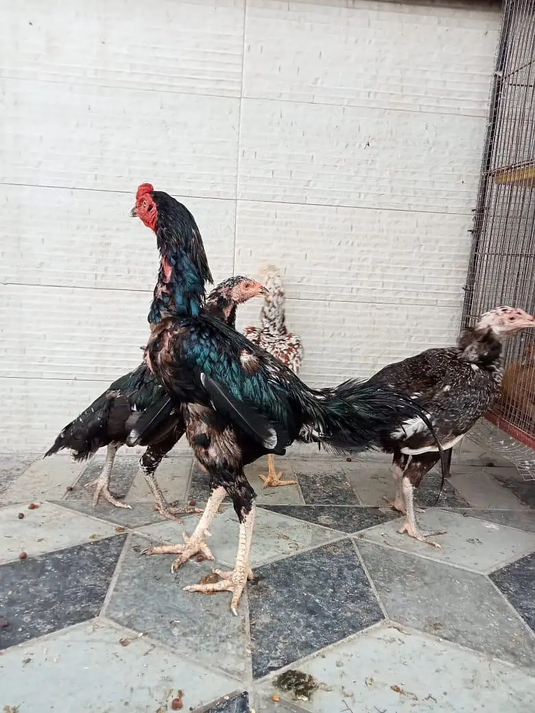 quality hens for sale — photo 5