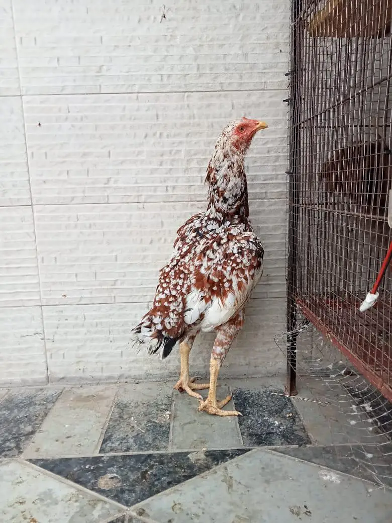 quality hens for sale — photo 6