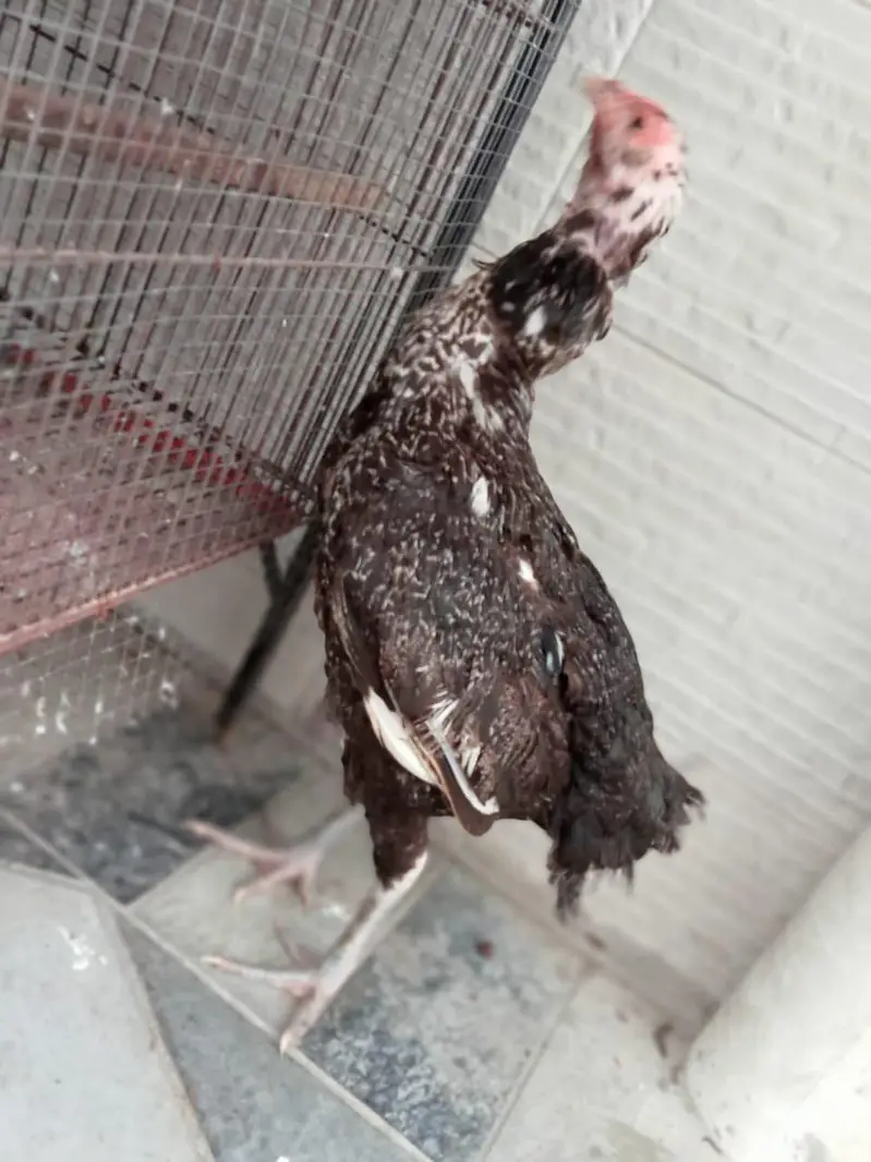 quality hens for sale — photo 7