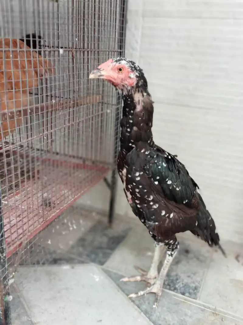 quality hens for sale — photo 8