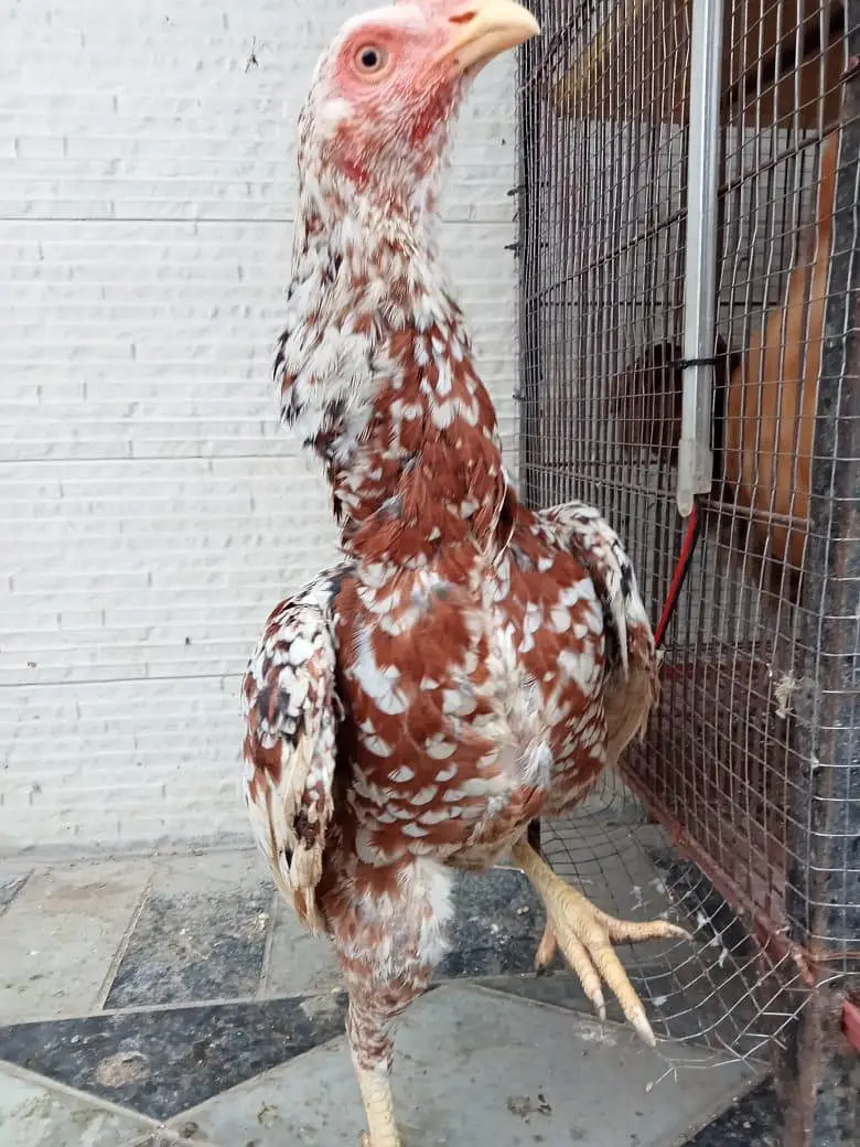 quality hens for sale — photo 9