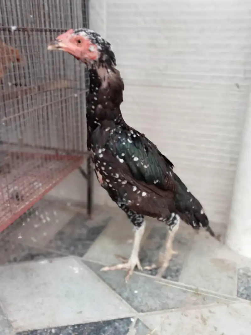 quality hens for sale — photo 10