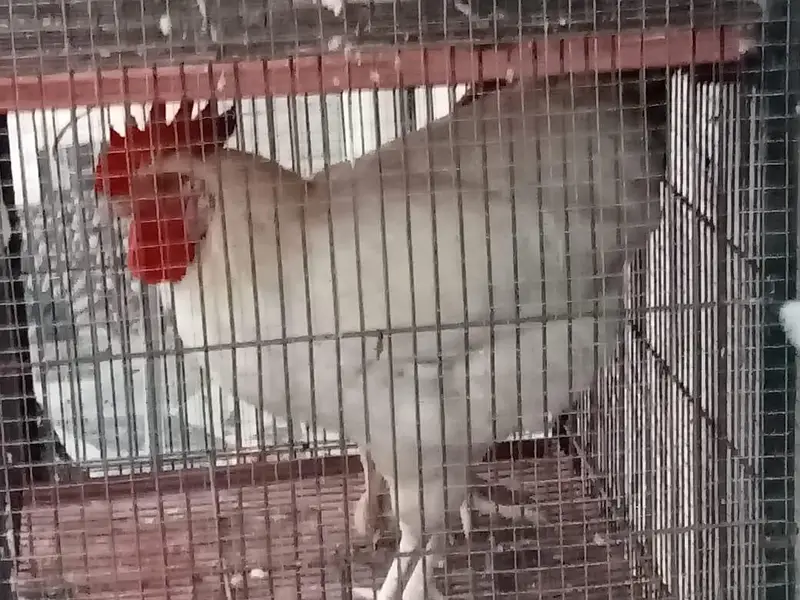 quality hens for sale — photo 12
