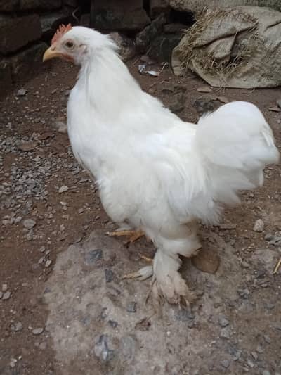 White bantam