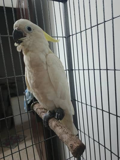 triton cockatoo