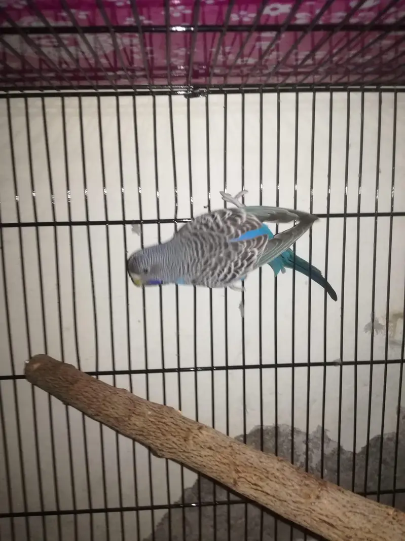 Combat ka male or blue ki female hs — photo 2