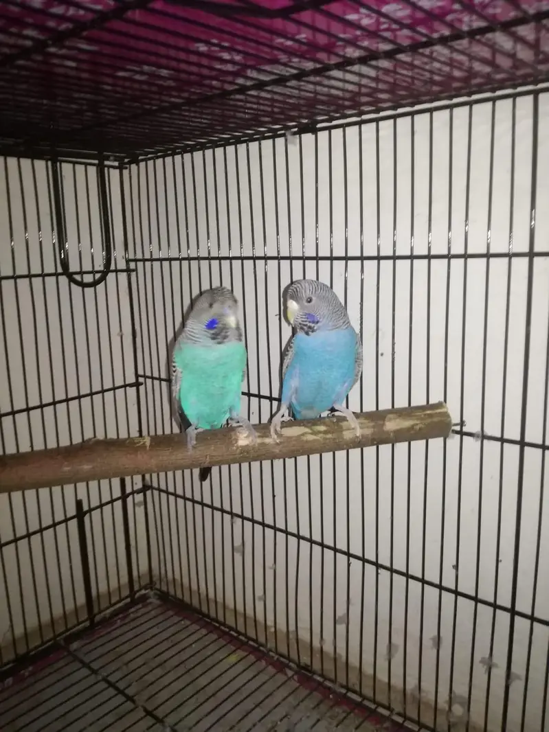 Combat ka male or blue ki female hs — photo 3