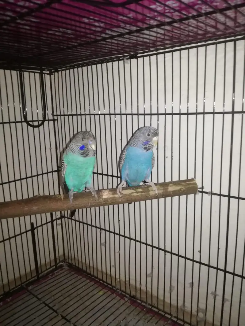 Combat ka male or blue ki female hs — photo 4