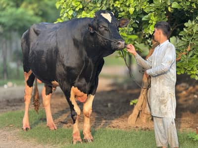 Dutch Friesian Bull
