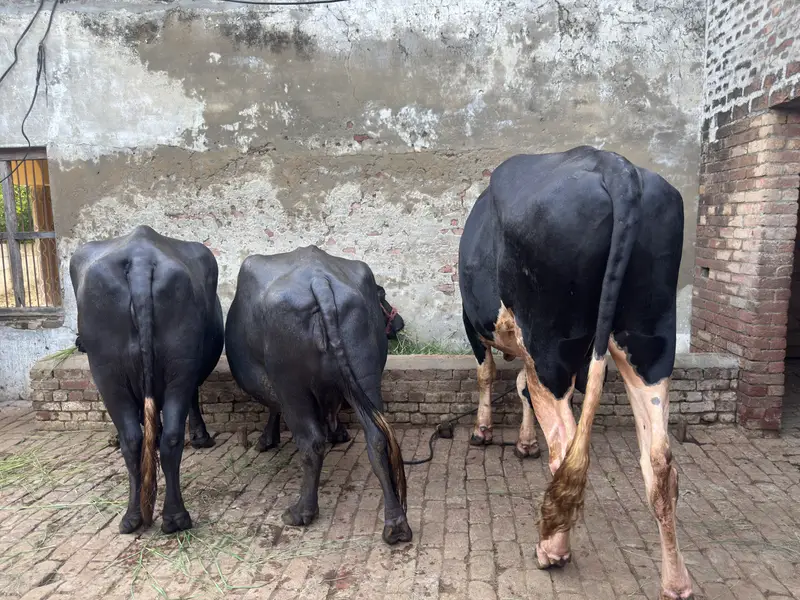 Dutch Friesian Bull — photo 2