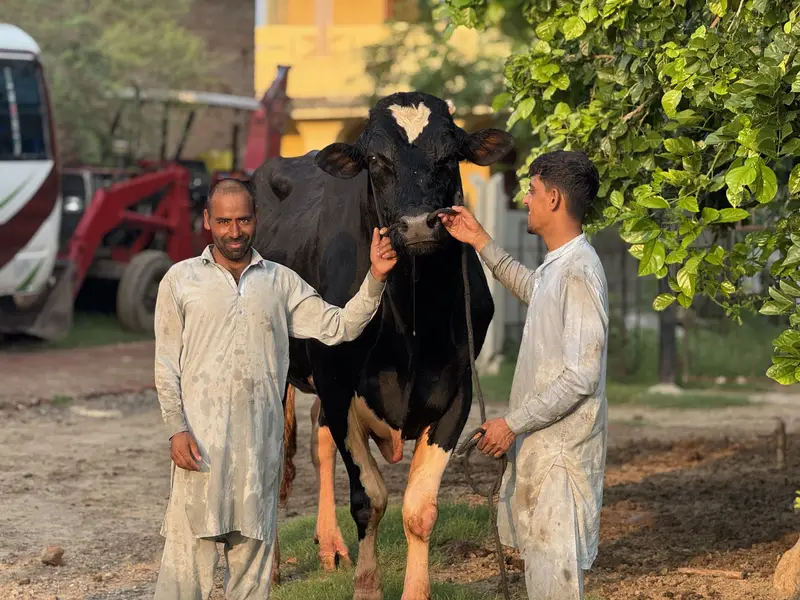 Dutch Friesian Bull — photo 3
