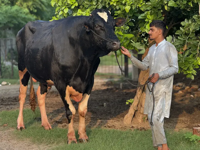Dutch Friesian Bull — photo 4