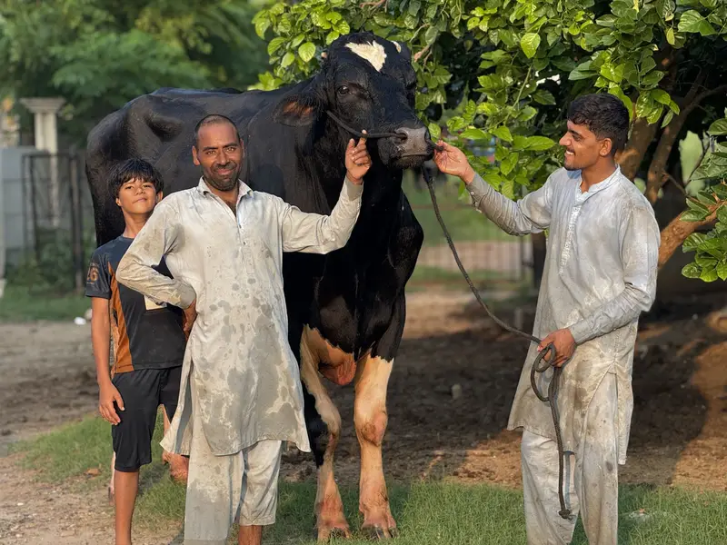 Dutch Friesian Bull — photo 5