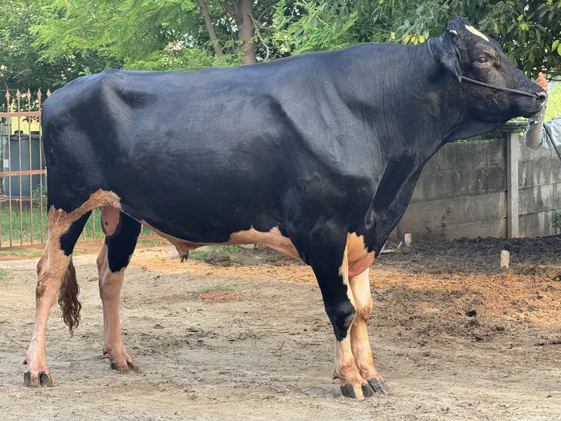 Dutch Friesian Bull — photo 6