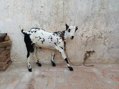 Barbari Nasal Location Hassan parwana Colony. (height 24' 23Kg Live]
