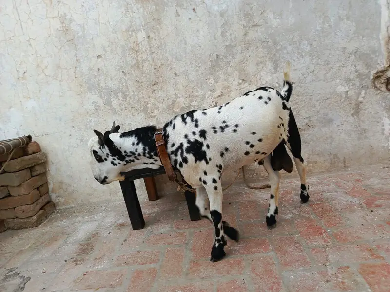 Barbari Nasal Location Hassan parwana Colony. (height 24' 23Kg Live] — photo 3