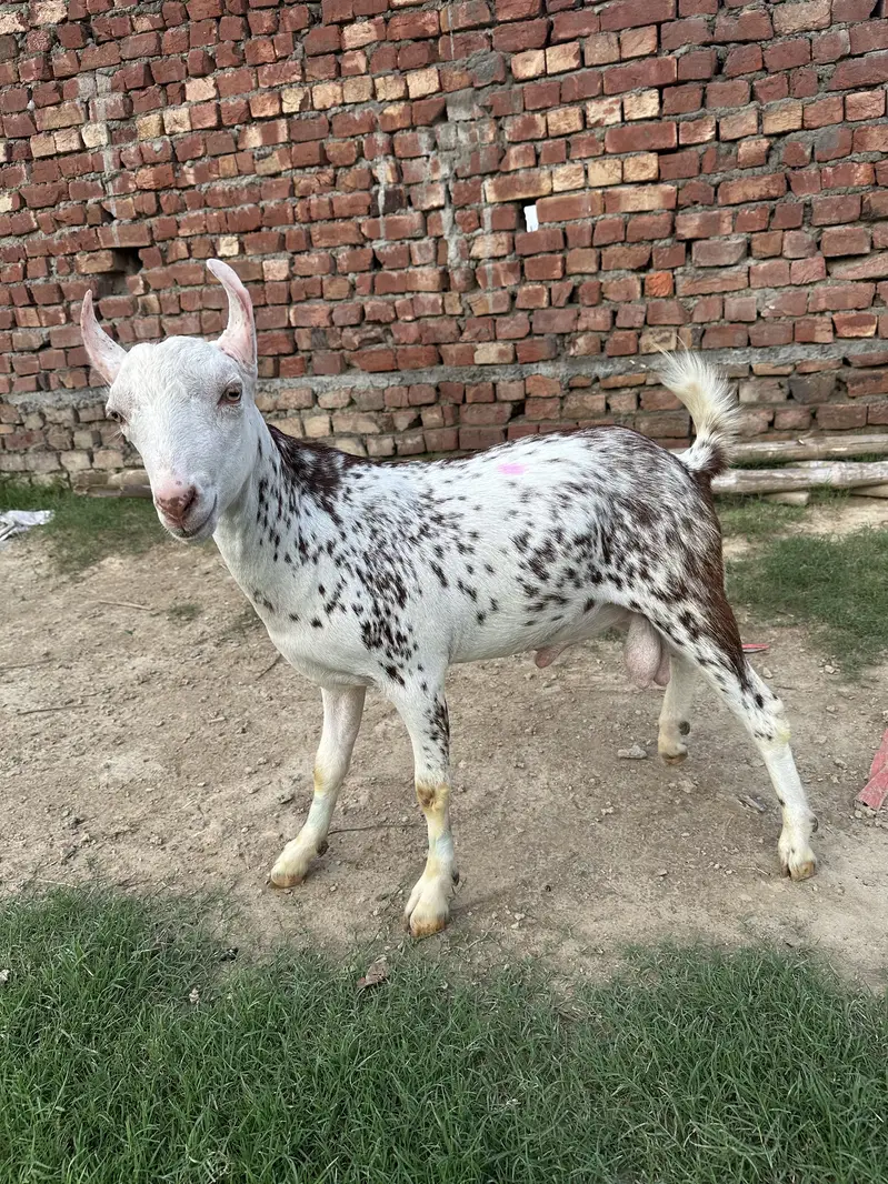 Pure Teda Barbari Gulabi show class 0316-0491517 — photo 2