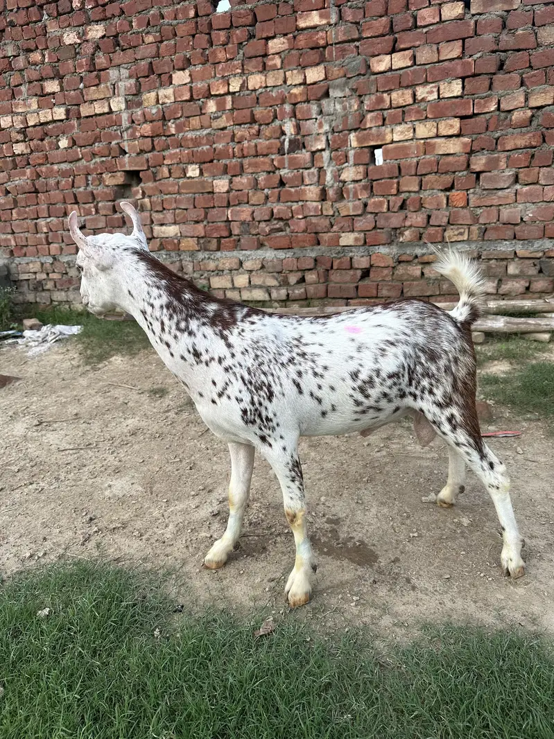 Pure Teda Barbari Gulabi show class 0316-0491517 — photo 4