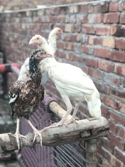 Aseel female for sale