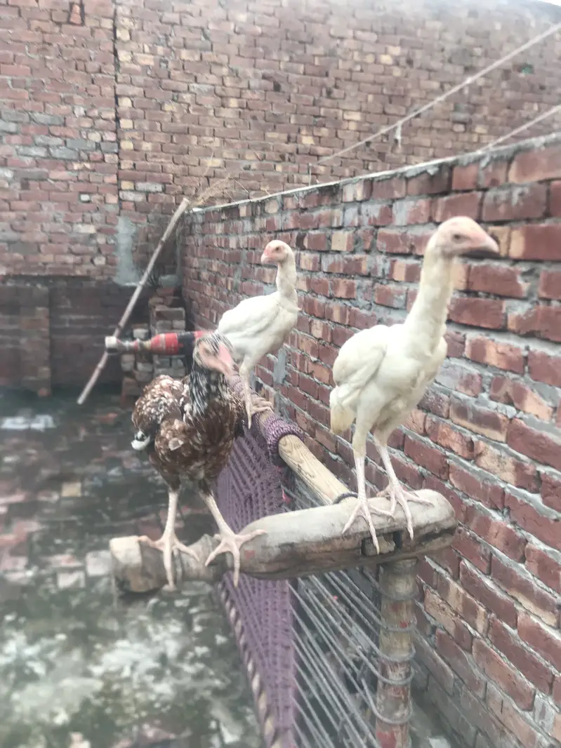 Aseel female for sale — photo 3