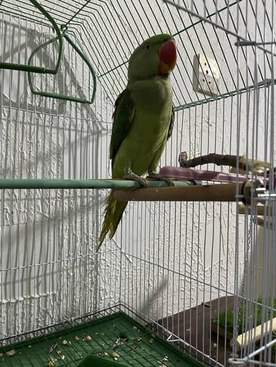 Raw parrot hand tame