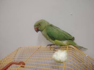 Perrot for sale
