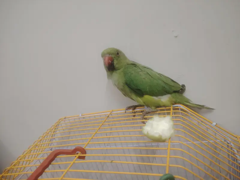 Perrot for sale — photo 2