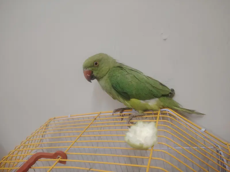 Perrot for sale — photo 3