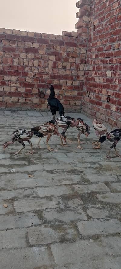 purity aseel band gaddi chicks