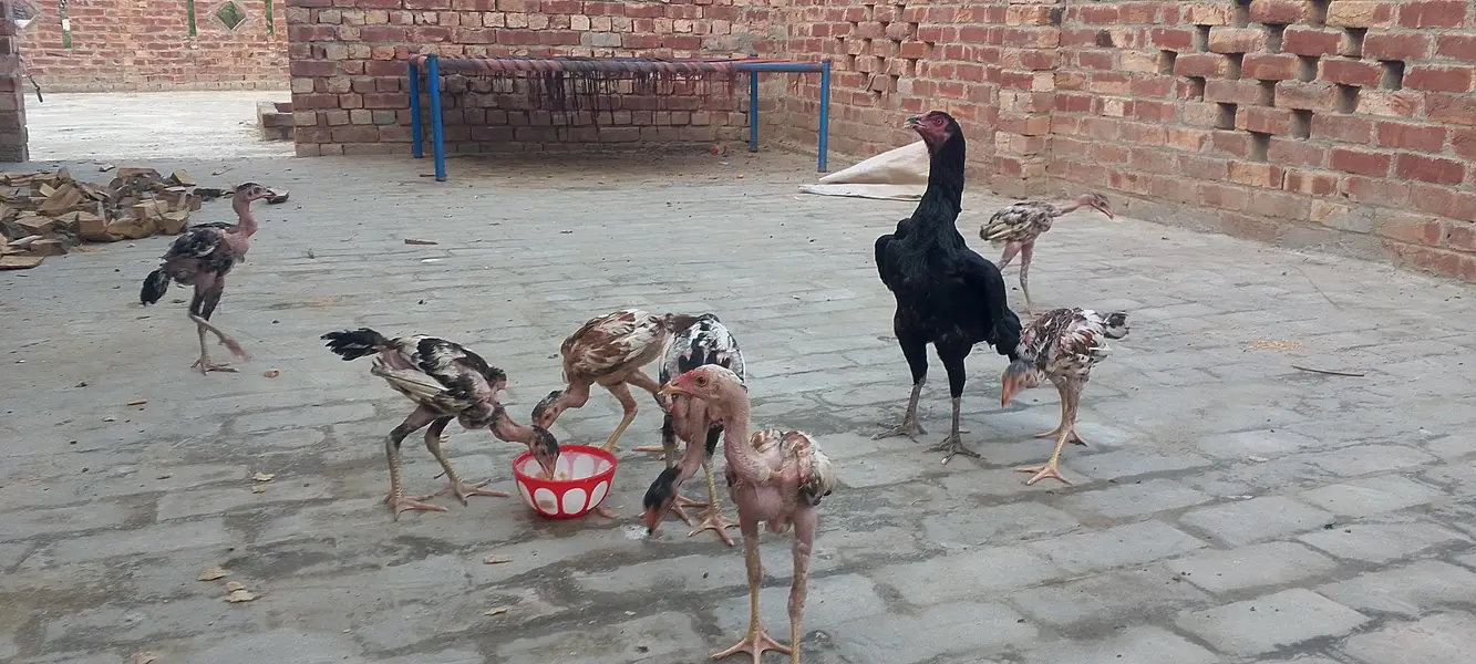 purity aseel band gaddi chicks — photo 3