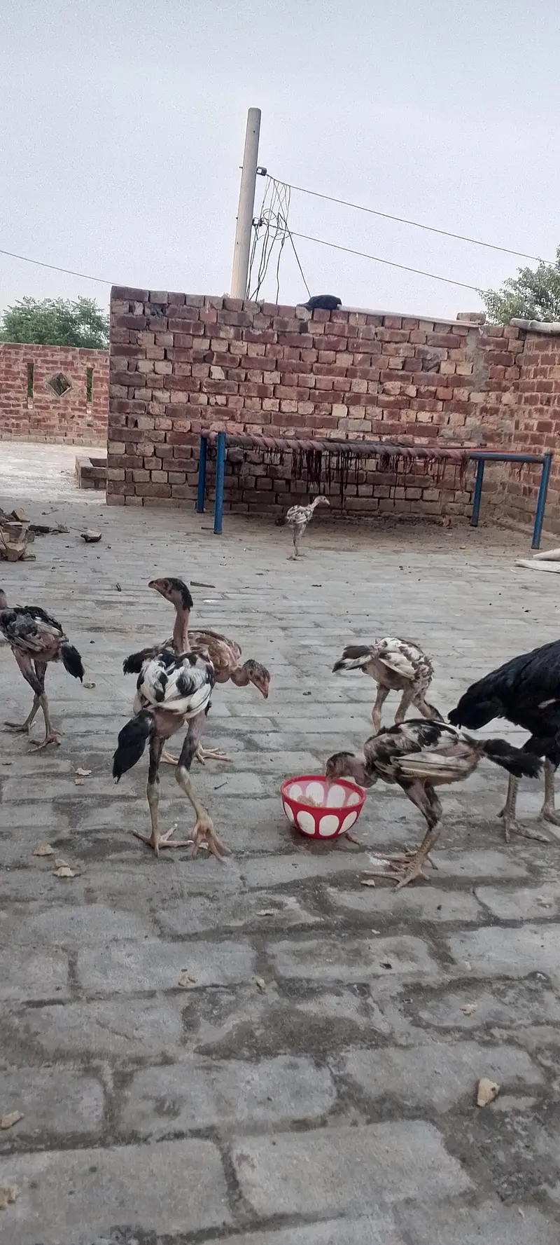purity aseel band gaddi chicks — photo 4
