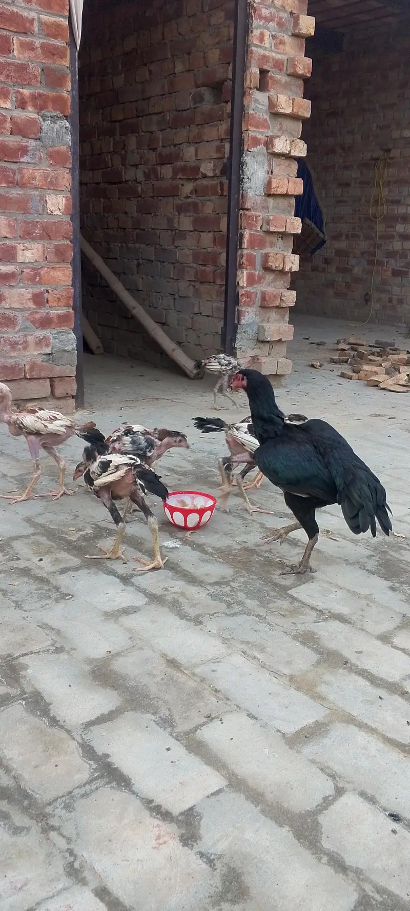 purity aseel band gaddi chicks — photo 5