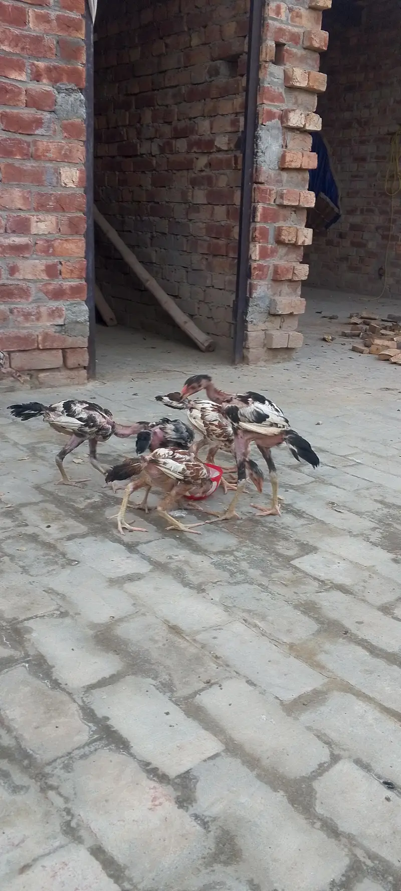 purity aseel band gaddi chicks — photo 6