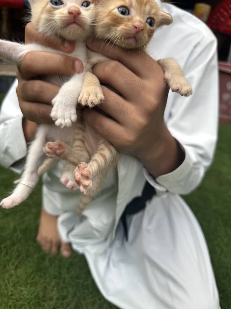 Persian 0