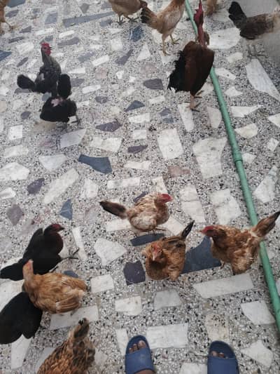 golden misri hens