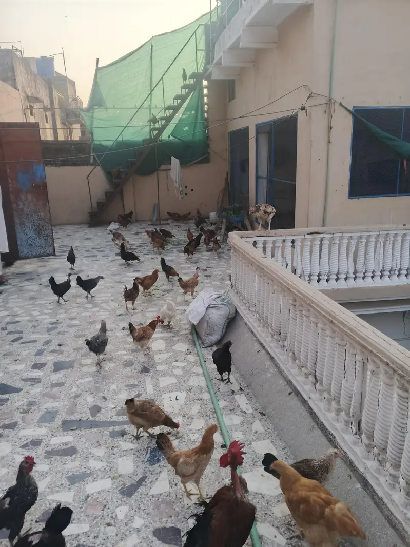golden misri hens — photo 2