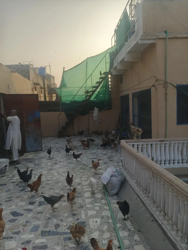 golden misri hens — photo 3