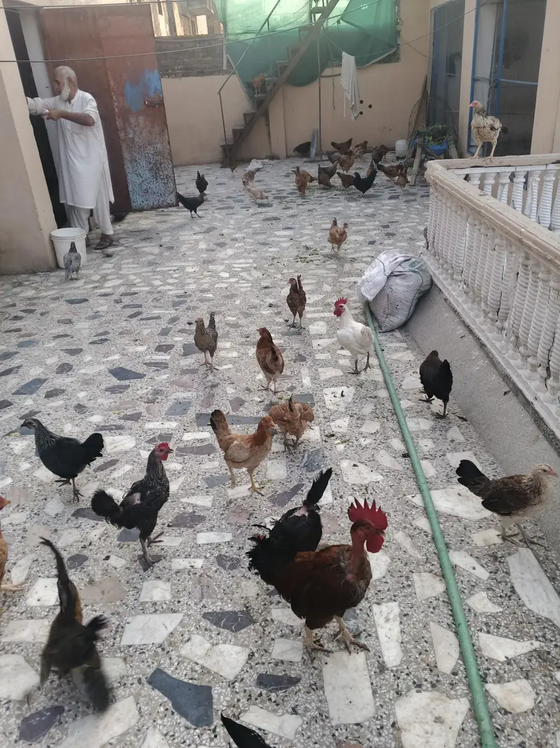 golden misri hens — photo 4