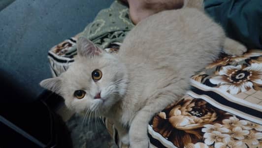 Creamy colour,round face,round eyes 1.5year Persian short hair cat