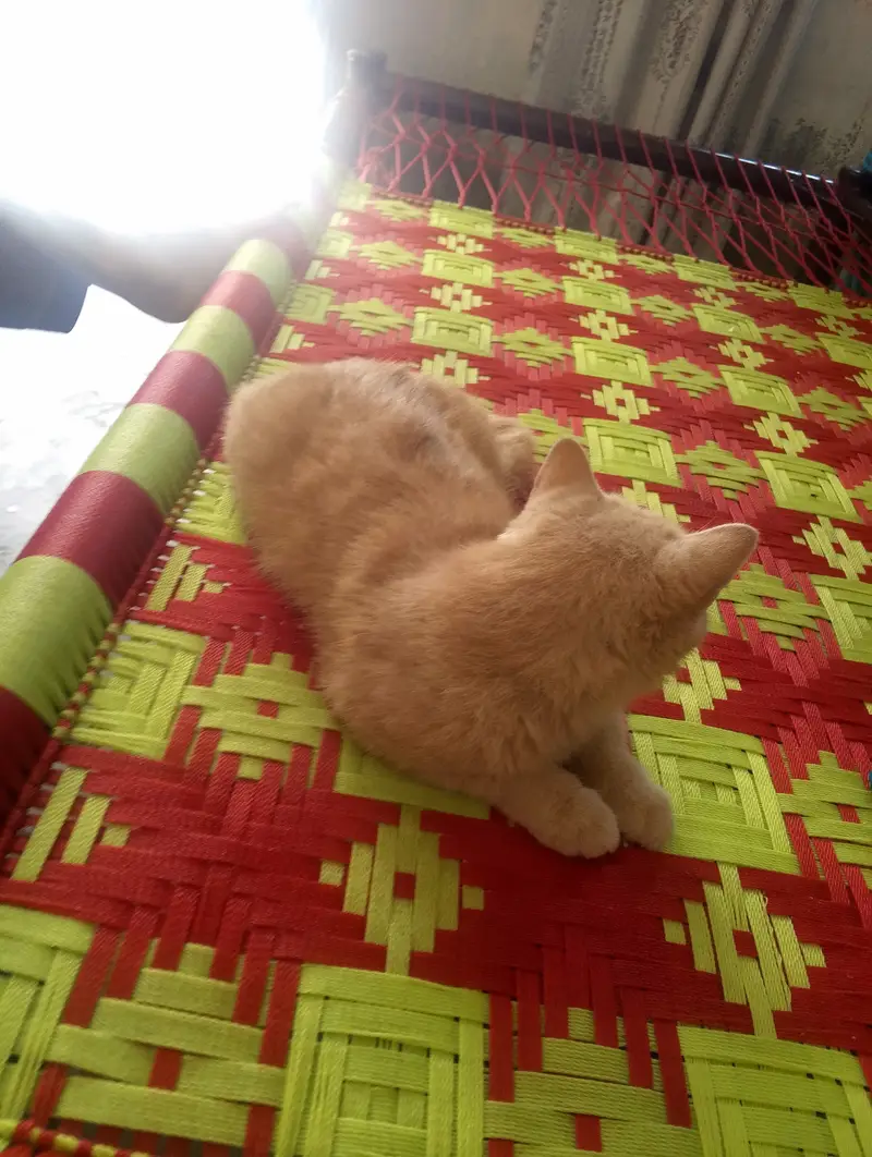 Creamy colour,round face,round eyes 1.5year Persian short hair cat — photo 2