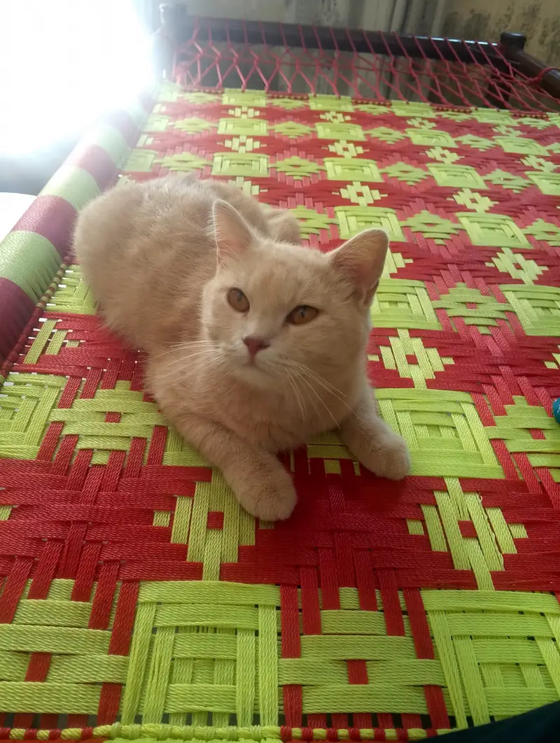 Creamy colour,round face,round eyes 1.5year Persian short hair cat — photo 3