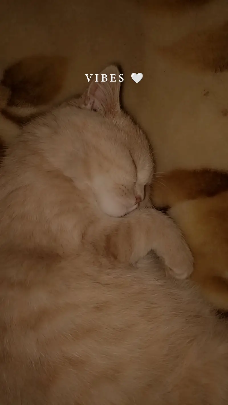 Creamy colour,round face,round eyes 1.5year Persian short hair cat — photo 4