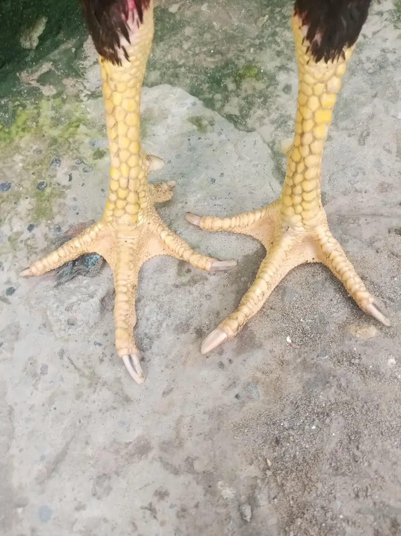 Quality Shamo Pair 03224964486 — photo 5